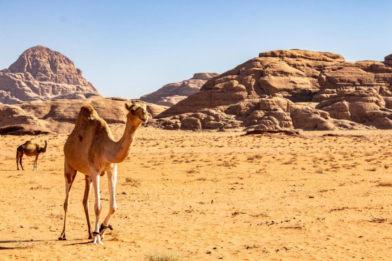 Nomadic life camp Hotel Wadi Rum Exterior foto